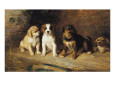 Cães (Belas artes) Posters