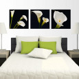 Arums d'Ethiopie Posters