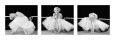Marilyn Monroe (photographies noir et blanc) Posters