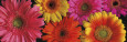 Blumen (Nahaufnahmen) Poster