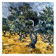 Olivenbäume (van Gogh) Poster