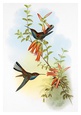 John Gould Posters