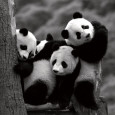 Ours panda Posters