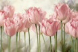 Tulipes Posters