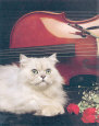 Cat and Cello