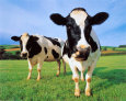 Cool Cows Art Print