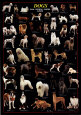 Photographies couleur de chiens Posters