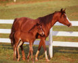 Horse and Colt with Fence Art Print by Jeanne Drake