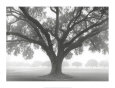 Silueta de un roble Lámina por William Guion