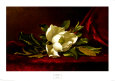 Flor de la magnolia Lámina por Martin Johnson Heade