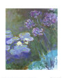 Agapanthus Posters
