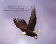 Wings as Eagles Art Print by Bryan Denver