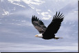 Águila
