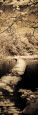 Botanical (Sepia-Tone Photography) Posters