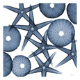 Sea Urchins Posters