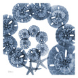 Sand Dollars (Photography) Posters
