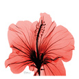 Flower Blossom (Photography) Posters