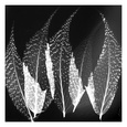 Feuilles (photographies noir et blanc) Affiches