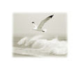 Seagulls Posters