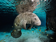 Brian J. Skerry Poster
