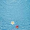 JoSon Posters