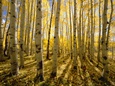 Colorado Posters