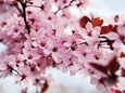 Flowering Trees (Color Photography) Posters