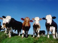 Cattle Posters