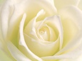 Roses Posters