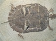 Fossils Posters