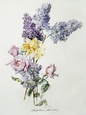 Madeleine Lemaire Posters