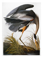 John James Audubon Posters