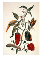 Maria Sibylla Merian Posters