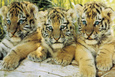 Tigres Posters