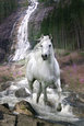 Photographies couleur de chevaux Posters