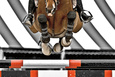 Equestrian Sports Posters