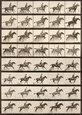Horses (Vintage Photography) Posters