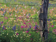 Fence Post and Wildflowers, Lytle, Texas, USA Fotografisk tryk af Darrell Gulin