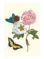 Maria Sibylla Merian Posters