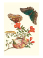 German Baroque Posters