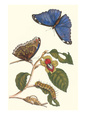 Caterpillars Posters