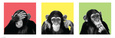 Chimpanzés Posters