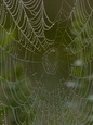 Spiders (Color Photography) Posters