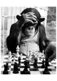 Chimpanzees (B&W Photography) Posters
