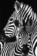 Photographies couleur d'animaux en gros plan Posters