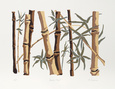 Phyllis Sussman Posters