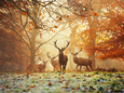 Rehe (Fotografien) Poster