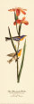 Blue Yellow-Backed Warbler Art Print by John James Audubon