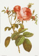 Rosa Centrifolia Reproduction d'art par Pierre-Joseph Redouté
