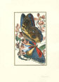 Butterfly IV Art Print by William Henry Pearson